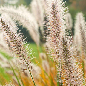 Herbe aux écouvillons d'Orient Fairy Tails - Pennisetum - Pennisetum orientale fairy tails - Willemse