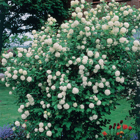Viburnum opulus Roseum - Viorne Boule de neige - Viornes
