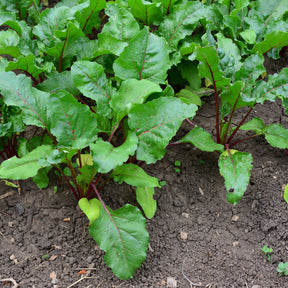Beta vulgaris rouge d'egypte - Betterave noire d'Egypte - Betteraves rouges