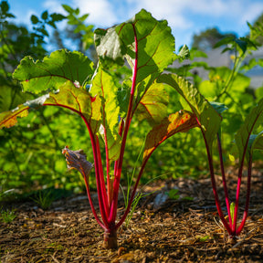 Betteraves rouges - Betterave noire d'Egypte - Beta vulgaris rouge d'egypte