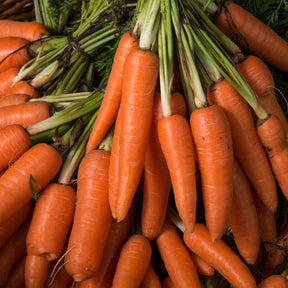 Carotte Longue lisse de Meaux - Daucus carota longue lisse de meaux (30 g) - Potager