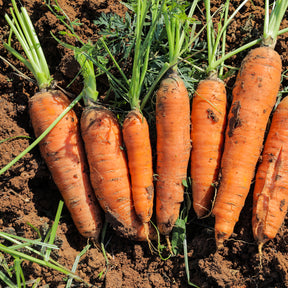 Carottes - Collection de carottes : Nantaise, Carentan, Colmar - Collection de carottes: 40g Nantaise, 5gCarentan, 5 g Colmar