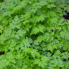 Graines d'aromatiques - Collection de fines herbes : Persil, Basilic, Cerfeuil, Ciboulette - Collection de fines herbes (persil, basilic, cerfeuil, ciboulette)