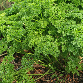 Petroselinum crispum  bravour - Persil frisé Bravour - Graines d'aromatiques