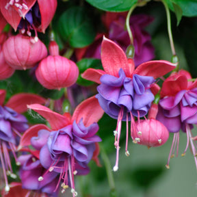 Fuchsia Bicentennial, Dark Eyes, Bella Rosella - 6 Fuchsias en mélange - Fuchsia