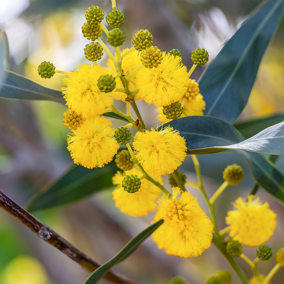 Mimosa des 4 saisons - Acacia retinodes - Mimosas