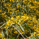Mimosa des 4 saisons - Acacia retinodes