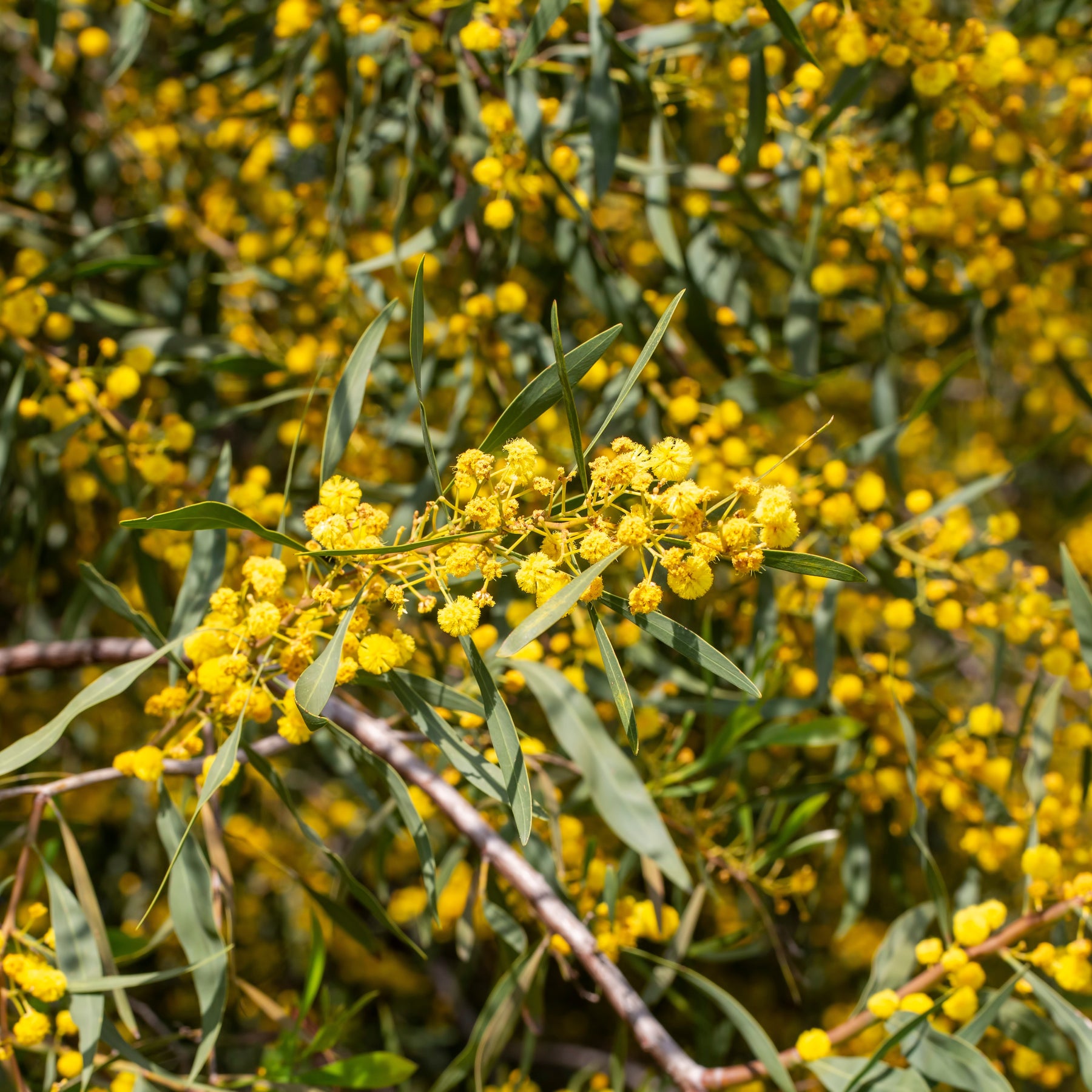 Mimosa des 4 saisons - Acacia retinodes