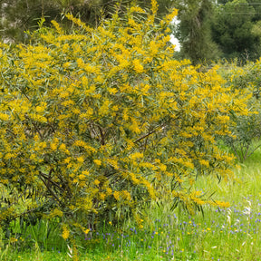 Acacia retinodes - Mimosa des 4 saisons - Mimosas