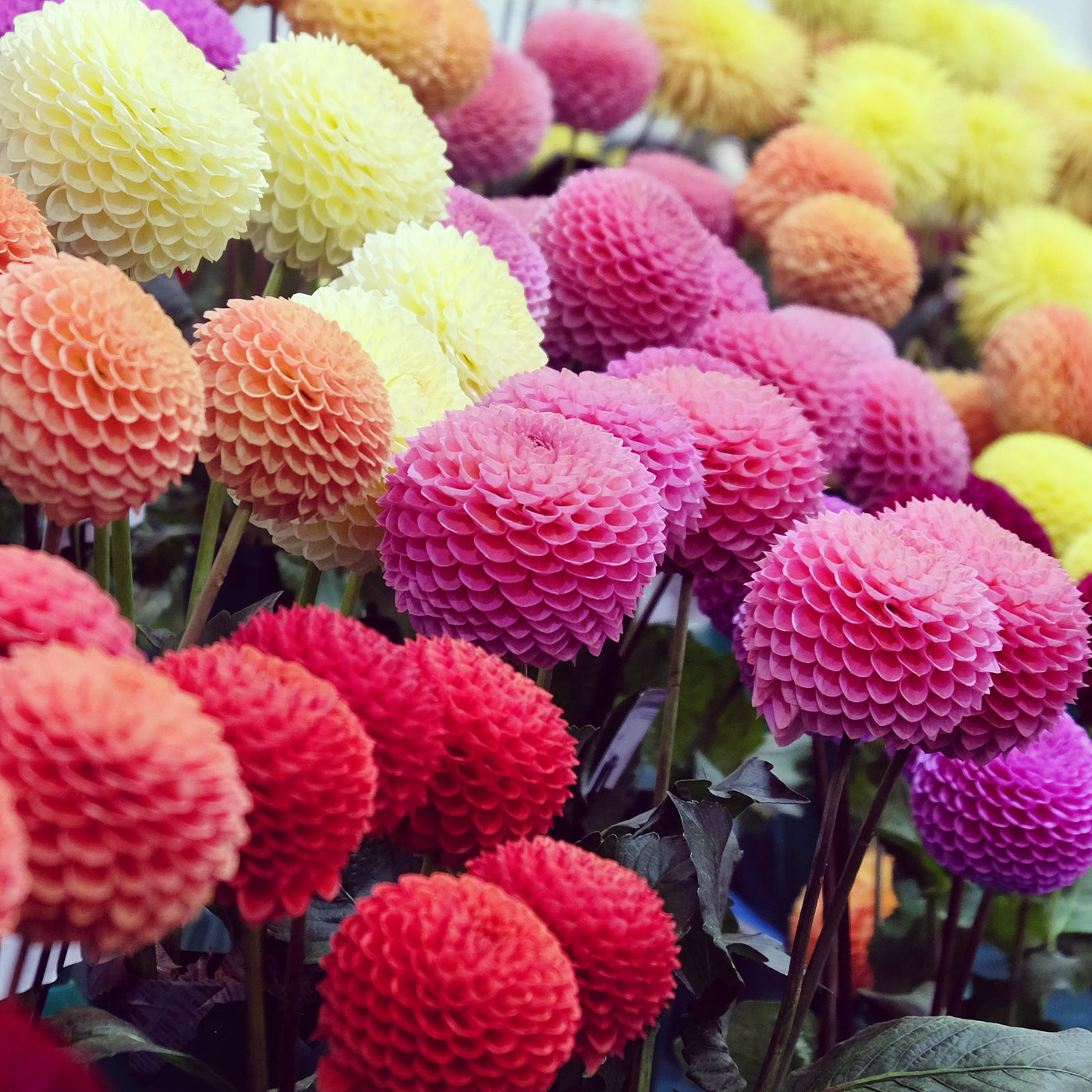 5 Dahlias pompons colorés en mélange - Willemse