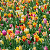 75 Tulipes à longues tiges en mélange - Willemse