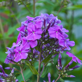Phlox - Phlox paniculé Amethyst - Phlox paniculata Amethyst