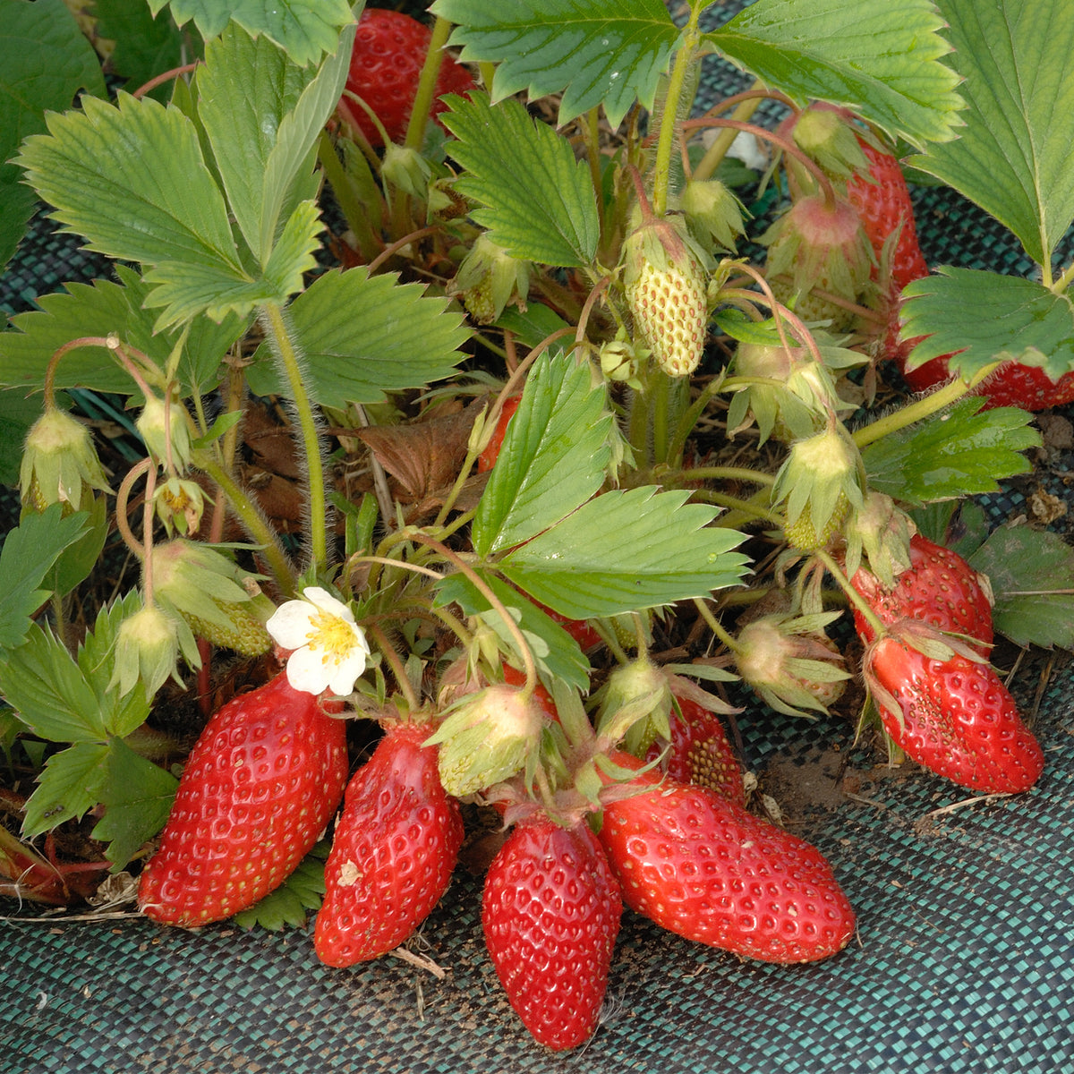 Fraisier Gariguette - Fragaria x ananassa gariguette