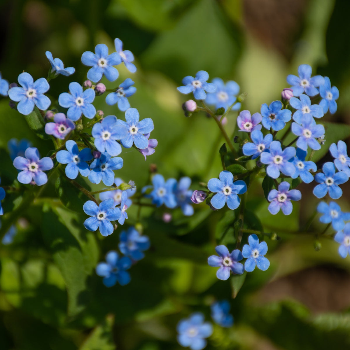 Myosotis du Caucase Emerald Mist