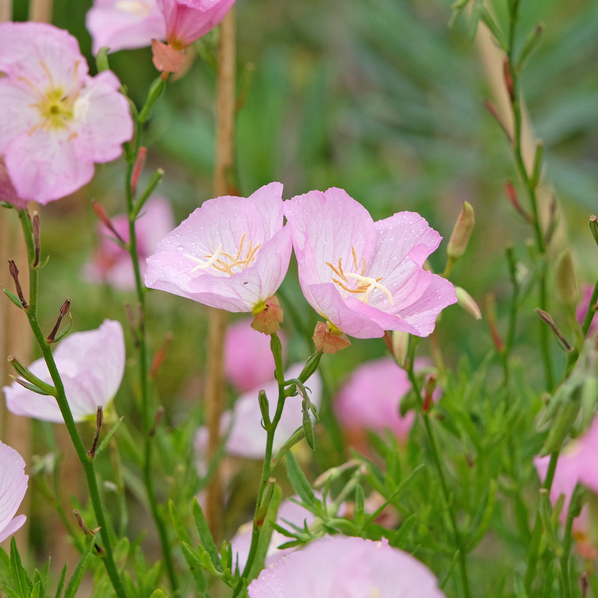 2 Oenothères roses Siskiyou Pink - Willemse