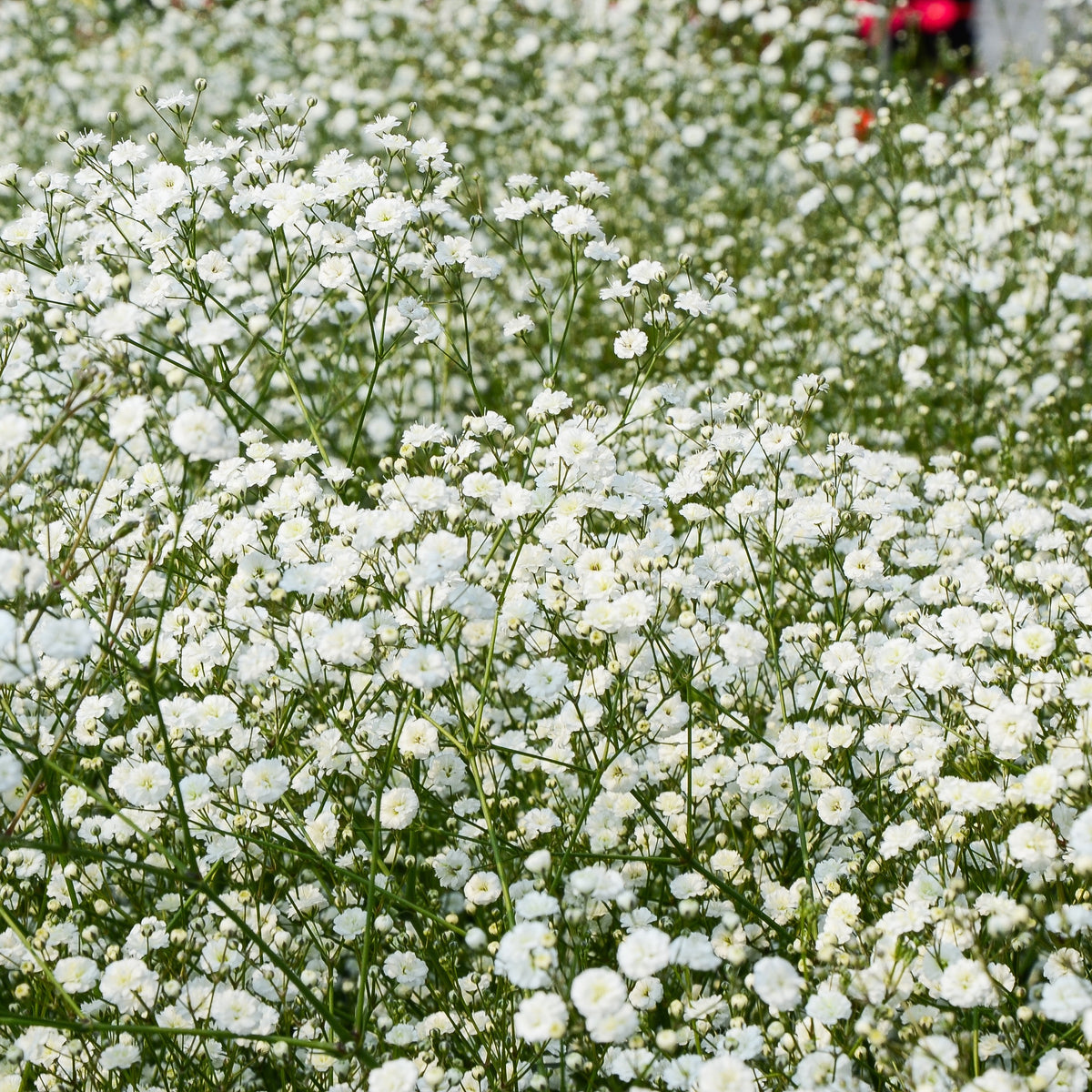 3 Gypsophiles blanche - Gypsophila paniculata