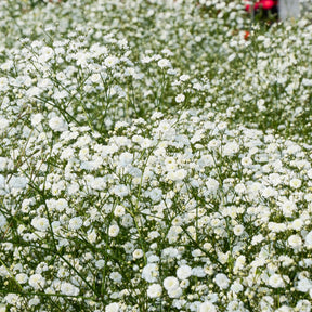 3 Gypsophiles blanche - Gypsophila paniculata