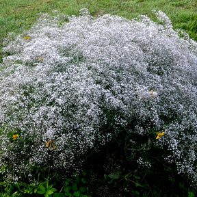 Gypsophile - 3 Gypsophiles blanche - Gypsophila paniculata