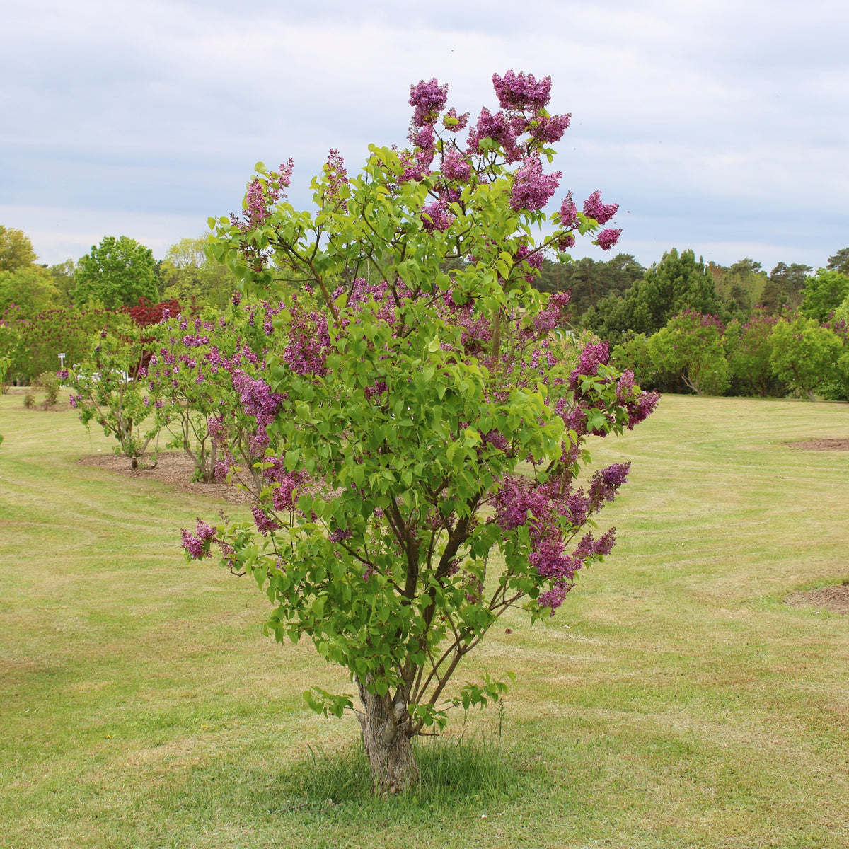 Lilas double rouge