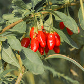 Baie de Goji - Willemse