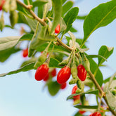 Baie de Goji - Willemse