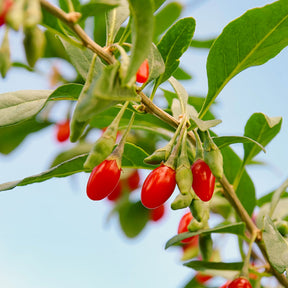 Goji - Baie de Goji - Lycium barbarum