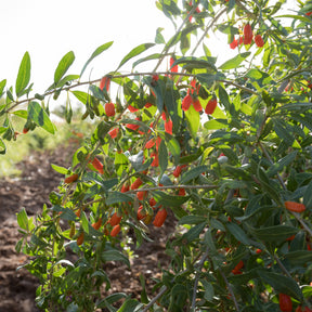 Lycium barbarum - Baie de Goji - Goji
