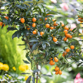 Kumquat - Willemse