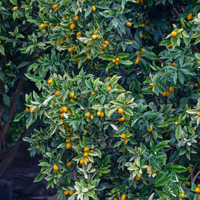 Fortunella margarita - Kumquat - Arbres fruitiers exotiques