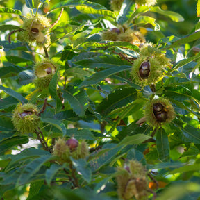 Vente Châtaignier - Castanea sativa