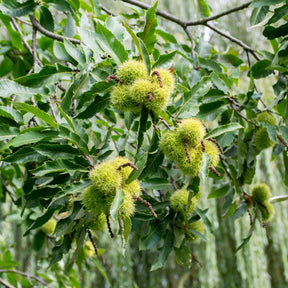 Châtaignier - Castanea sativa - Willemse
