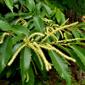 Castanea sativa - Châtaignier - Châtaignier