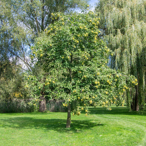 Châtaignier - Châtaignier - Castanea sativa