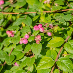 Collections d'arbustes - Collection Haie aux oiseaux - Cotoneaster franchetii, Amelanchier lamarckii, Euonymus europaeus, Symphoricarpos doorenbosii