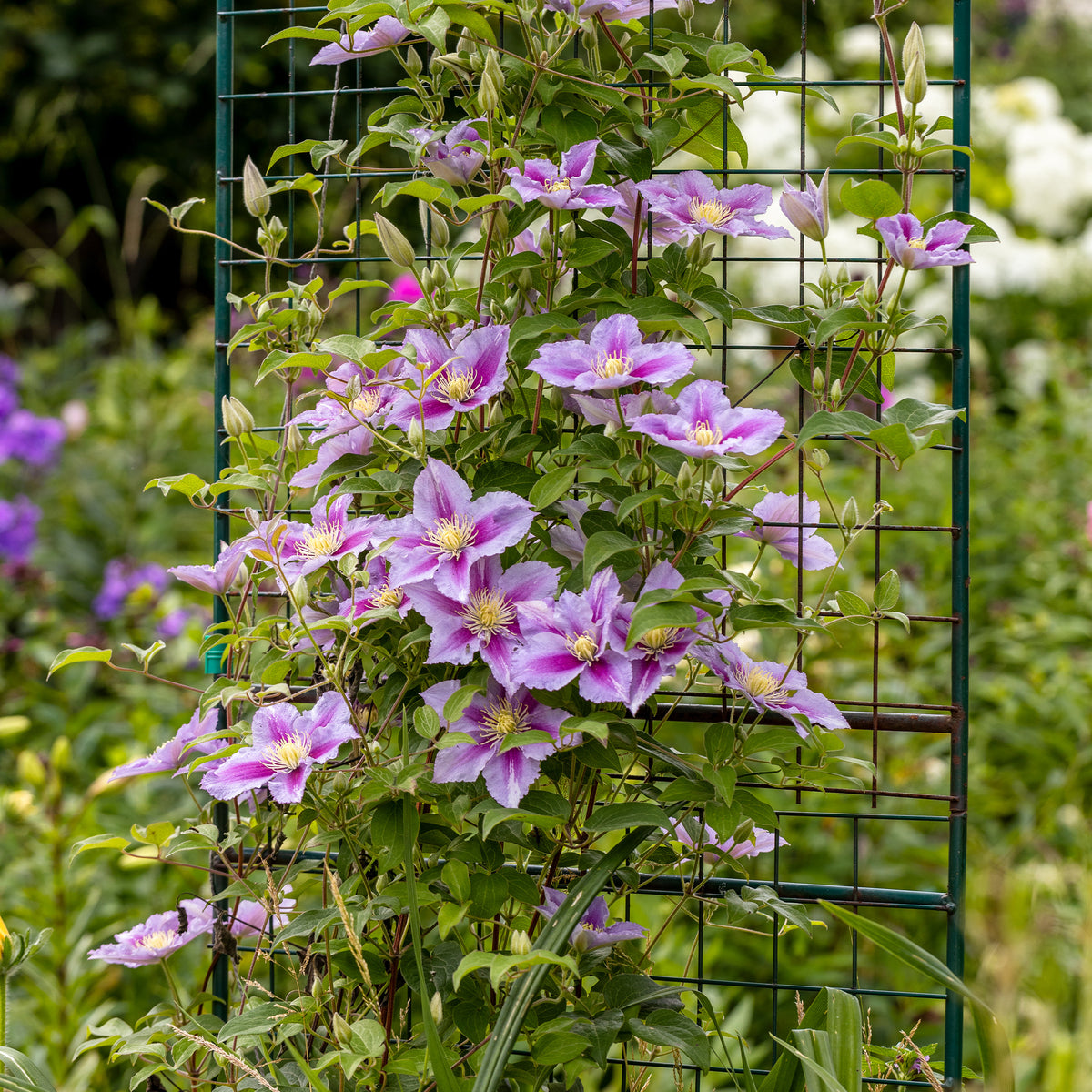 Collection de 3 grimpantes : chèvrefeuille, clématite, vigne vierge - Lonicera heckrottii American Beauty, Clematis patens Piilu, Parthenocissus tricuspidata Veitchii - Willemse