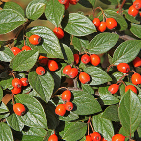 Cotoneaster franchetii - Willemse