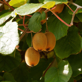 Kiwi autofertile Solissimo Renact - Actinidia deliciosa solissimo ® ‘renact’ - Plantes