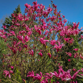 Magnolia Susan - Willemse