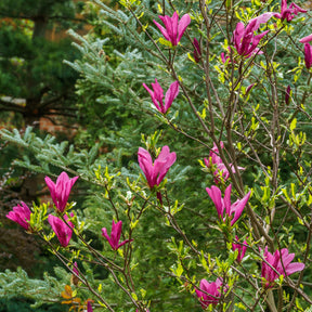 Magnolia Susan - Magnolia Susan - Magnolias