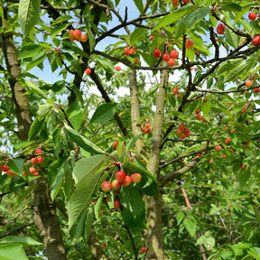 Cerisier Bigarreau Napoleon - Prunus avium bigarreau Napoléon