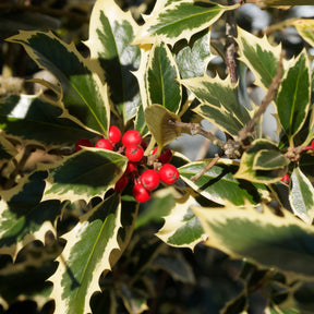 Houx argenté sur tige - Ilex aquifolium Argentea Marginata - Houx