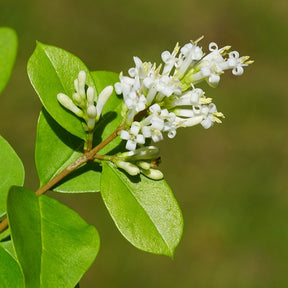 Troènes - Haie de Troènes verts - Ligustrum ovalifolium