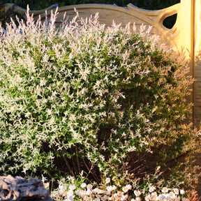 Saule - Saule crevette en buisson - Salix integra hakuro nishiki