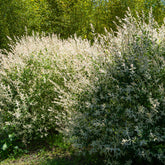 Saule crevette en buisson - Willemse