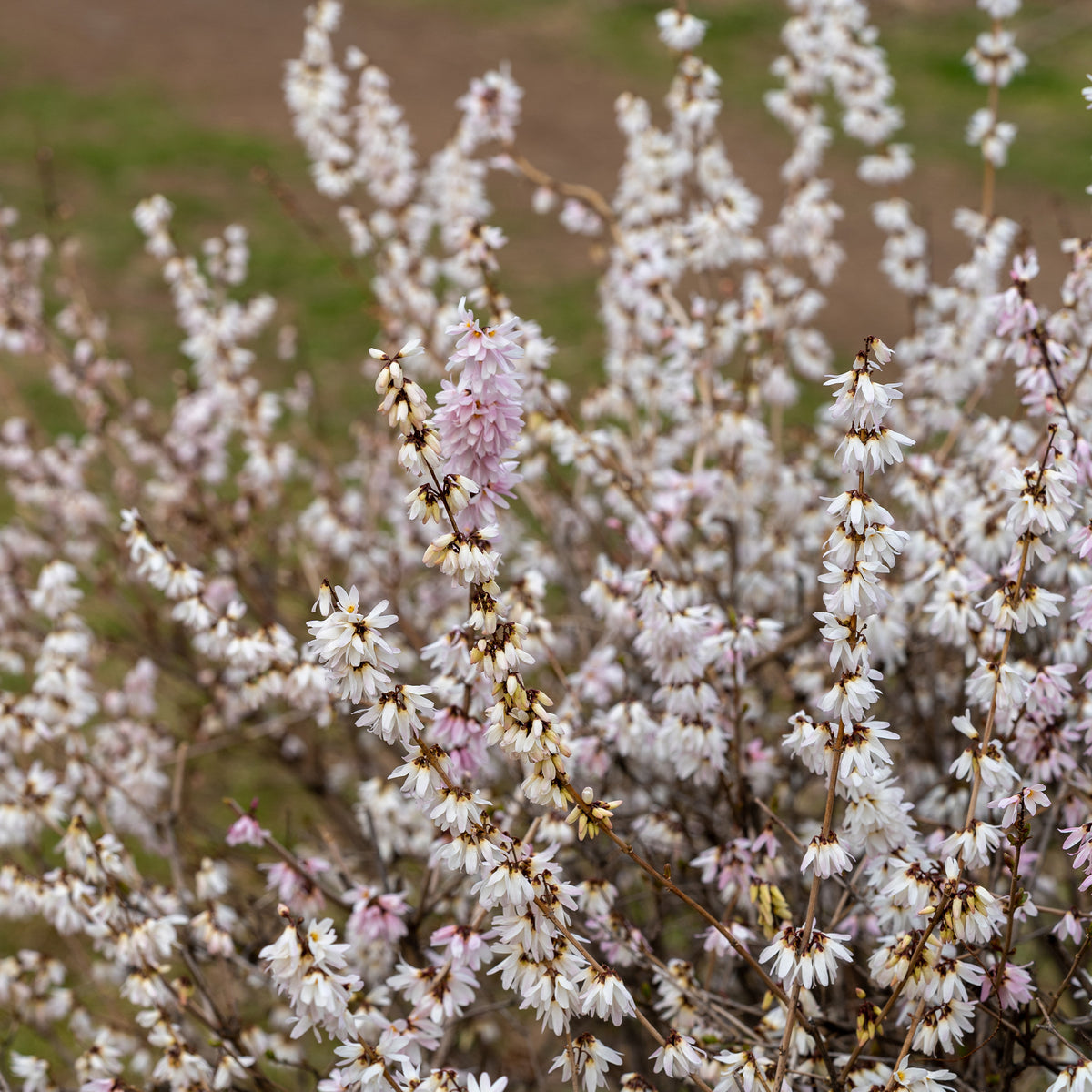 Forsythias blanc et rose - Willemse