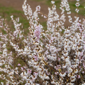 Forsythias blanc et rose - Willemse