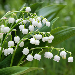 Vente Muguet blanc - Convallaria majalis