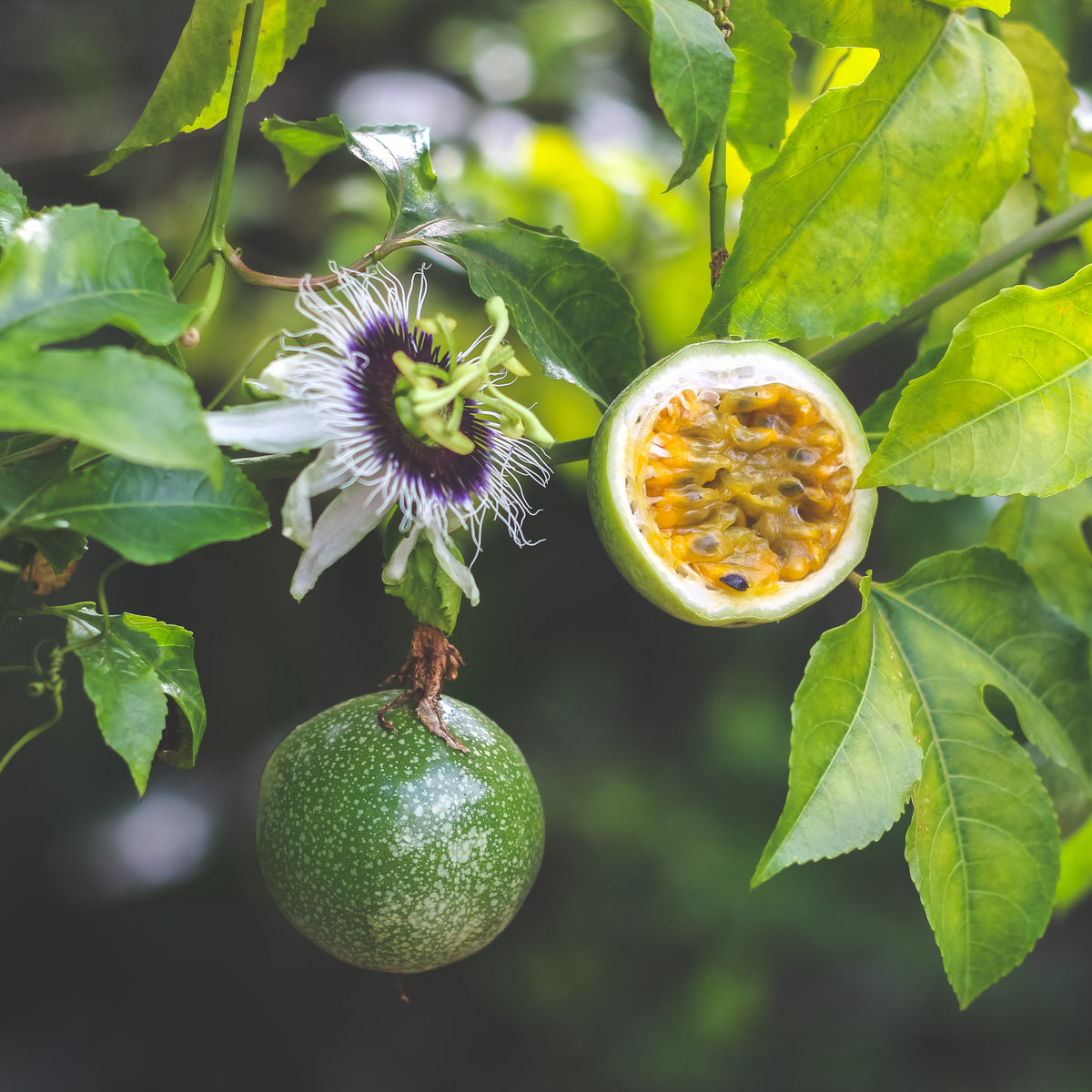 Fruit de la passion Frederick - Passiflora edulis frederick