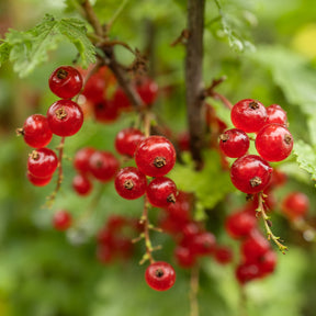 Ribes rubrum Jonkheer van Tets - Groseillier rouge sur tige - Groseillier