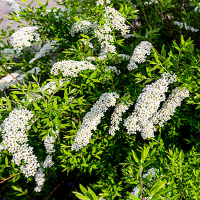 Spirée Grefsheim - Spiraea cinerea  Grefsheim - Willemse